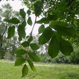 Tratamente naturiste pentru iritatii ale pielii